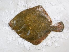 Gros turbot entier